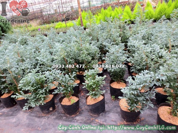 Cây tuyết tùng cao 20cm dáng tháp cân đối