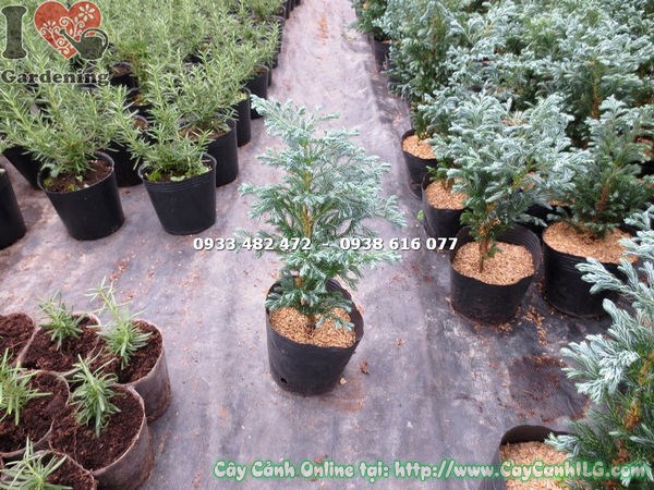cây tuyết tùng cao 30cm trồng chậu trang trí sân vườn