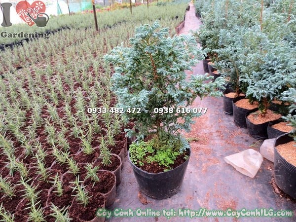 Phòng trị sâu bệnh cây Tuyết Tùng Nhật