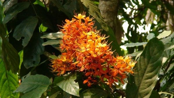 hoa vàng anh chi tiết – đặc điểm cây vàng anh