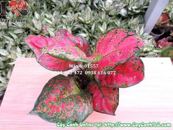 Chăm sóc cây vạn lộc 1 cây cao 20cm - cây cảnh nội thất