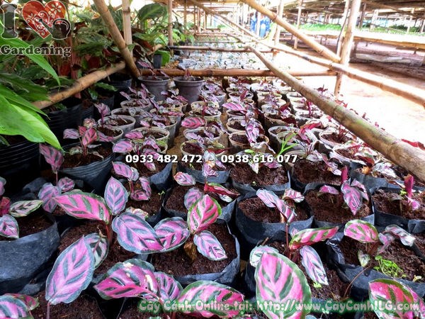 Cây vạn lộc giống khỏe mạnh chuẩn bị xuất vườn