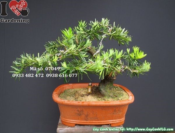 Vạn niên tùng bonsai chậu Trung Quốc dáng cổ kính nghệ thuật