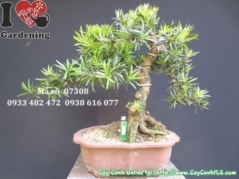 Cây vạn niên tùng bonsai 50cm - góc chụp 2 - tán lá xanh đẹp
