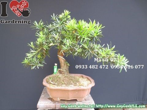 Cây vạn niên tùng bonsai cao 50cm - mặt sau - thân gỗ tự nhiên MS 07308