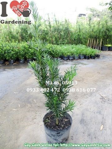Cây vạn niên tùng 0,6m – dễ tạo dáng cắt tỉa theo ý muốn