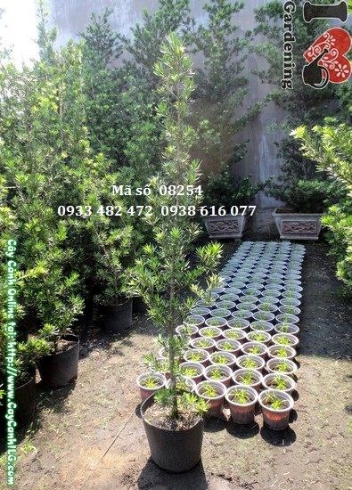 Cây vạn niên tùng 2m tán lá xanh đặc trưng