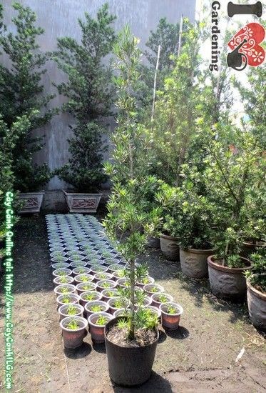 Cây vạn niên tùng cao 2m trồng ngoại thất công trình