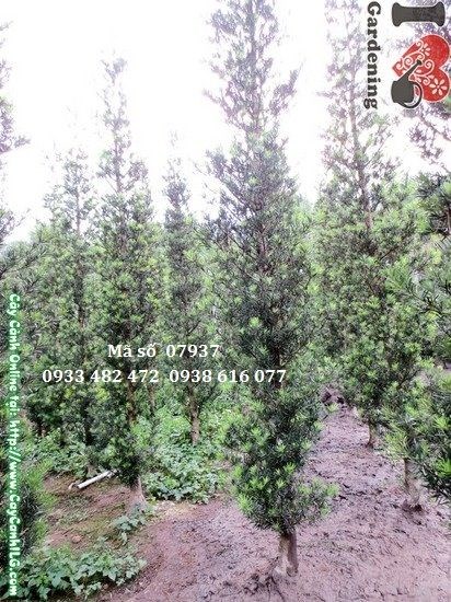 Cây vạn niên tùng cắt hình thông cao 4m – Ms 07937 – ILG cung cấp sỉ lẻ