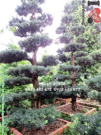 Thân gốc hoành 60cm cây vạn niên tùng cắt tầng cổ thụ Ms 07938