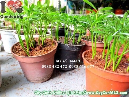 Cây vạn niên tùng con cao 10cm – Ms 04413 tại vườn ILG