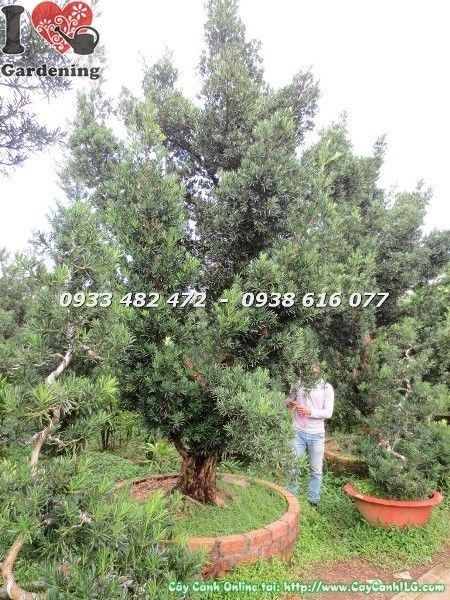 Cây Vạn Niên Tùng Cổ Thụ Số 2 Hoành 105cm – toàn cảnh cây đẹp khỏe