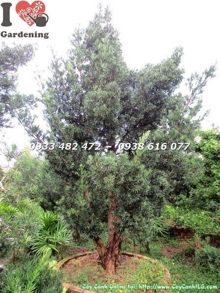 Thân gỗ và cành nhánh Cây Vạn Niên Tùng Cổ Thụ Số 3 Hoành 105cm