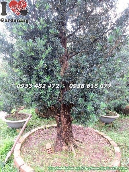 Cây Vạn Niên Tùng Cổ Thụ hoành 95cm chi tiết cành lá