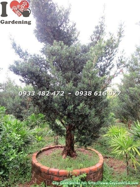 Cây vạn niên tùng cổ thụ số 5 hoành 95cm - chi tiết tán lá xanh đậm