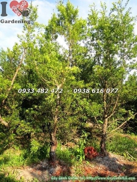 Cây Vạn Niên Tùng Đài Loan cao 3m hoành 35cm – cây cảnh quan công trình