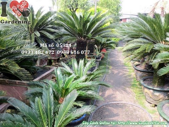 Cây vạn tuế 50cm - dáng đẹp, lá xanh bóng phù hợp trồng chậu