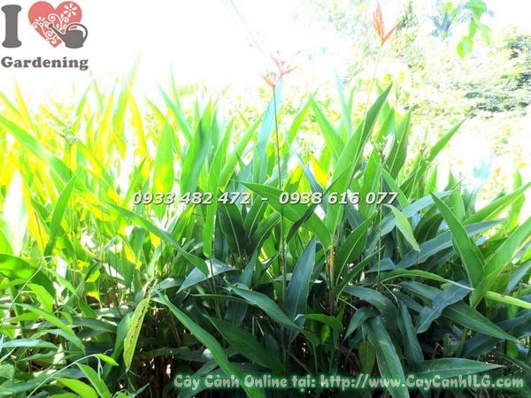 Cây Viết phong thủy, cảnh quan đẹp tại ILG