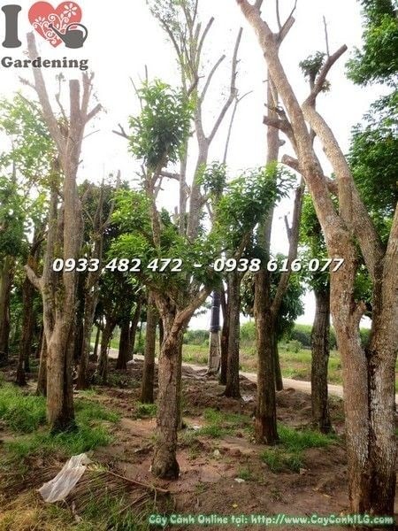 Cây vối đường kính 25cm cao 3.5m – cây bóng mát đẹp