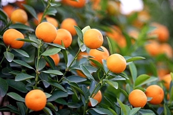 Hàng cây vối trồng đô thị bóng mát đẹp