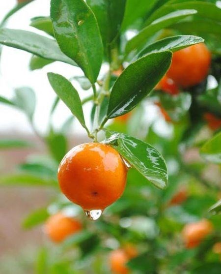 Cây vối trồng sân vườn xanh mát đẹp