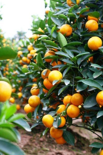 Cây vối xanh tươi trồng cảnh quan đô thị