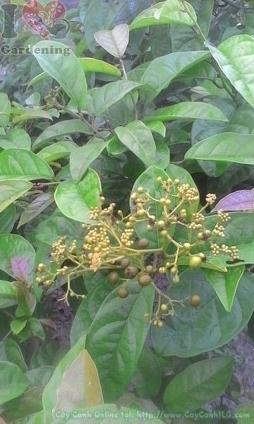 Hình ảnh cây xạ đen Ms 23597 – thân, lá, bụi cây khỏe mạnh