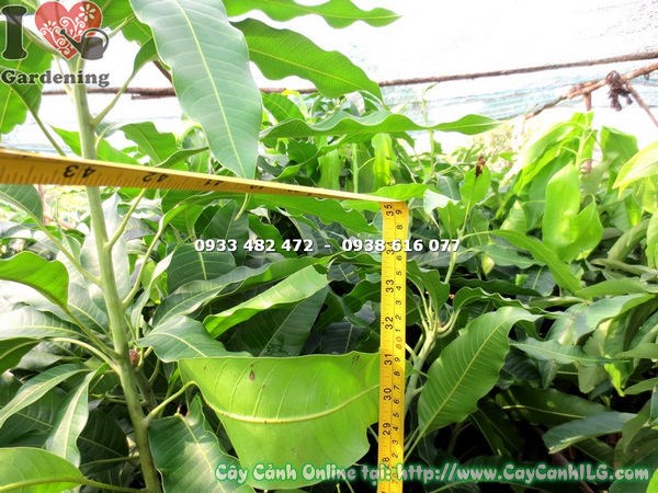 Cây xoài cát Hòa Lộc giống chiết cành chuẩn chất lượng