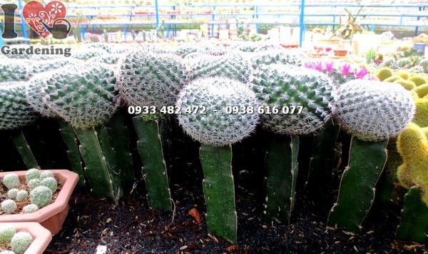 Cây xương rồng bánh sinh nhật lớn cao 18cm dáng cầu tròn đẹp
