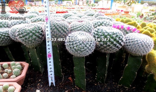 Xương rồng bánh sinh nhật lớn 18cm - điểm nhấn trang trí nội thất