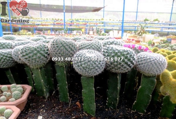 Cây xương rồng bánh sinh nhật lớn cao 18cm nhìn cận cảnh gai và thân