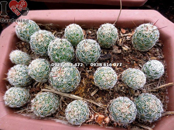 xương rồng giống trang trí không gian thương mại