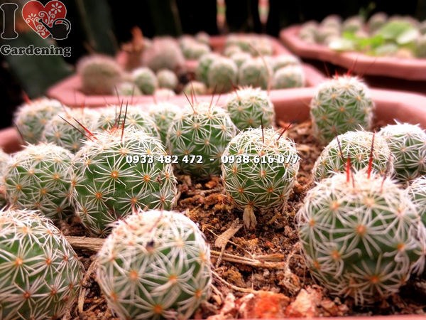 chăm sóc cây xương rồng giống