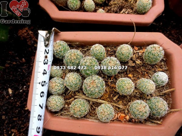 cây xương rồng giống tại vườn ILG