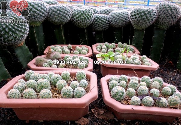 cây xương rồng giống đẹp tại ILG