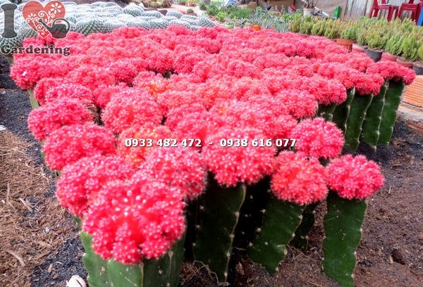 Xương rồng hồng ngọc đỏ với gốc ghép xanh và thân cầu đỏ rực