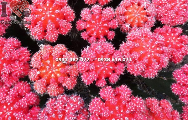 Chi tiết thân cầu hồng ngọc đỏ và gốc ghép xanh