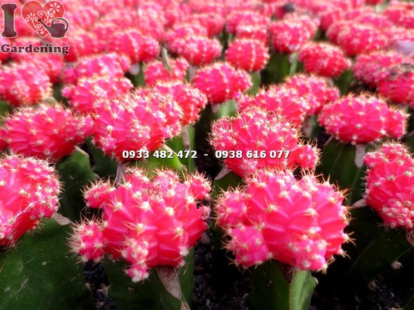 Cây xương rồng hồng ngọc đỏ nhỏ ghép thanh long – kỹ thuật ghép chuẩn