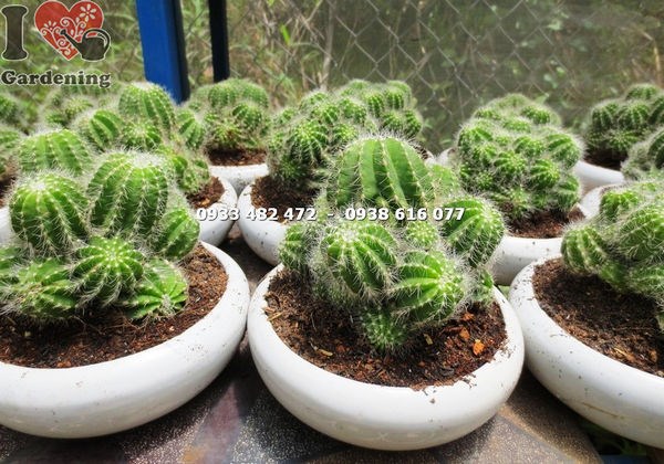 Đặc điểm thân và gai cây xương rồng khế bụi trung