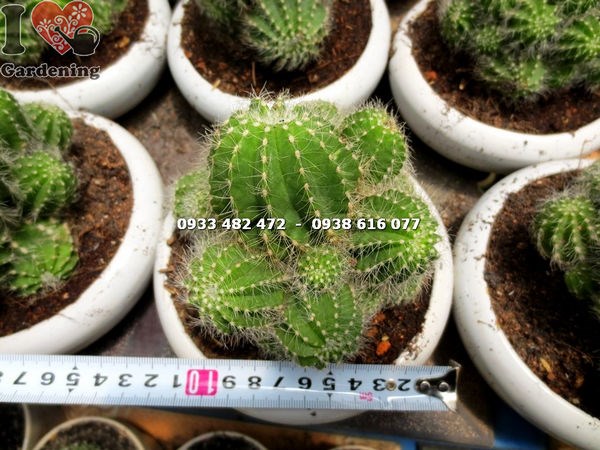 Trồng cây xương rồng khế bụi trung trang trí sân vườn