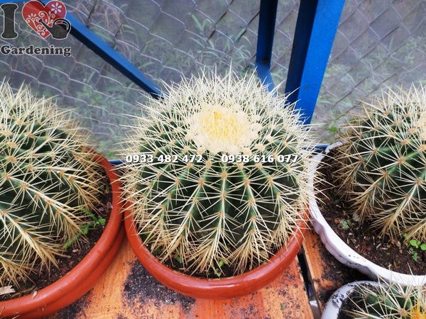 Chăm sóc cây xương rồng kim hổ lớn – đất thoát nước, ánh sáng
