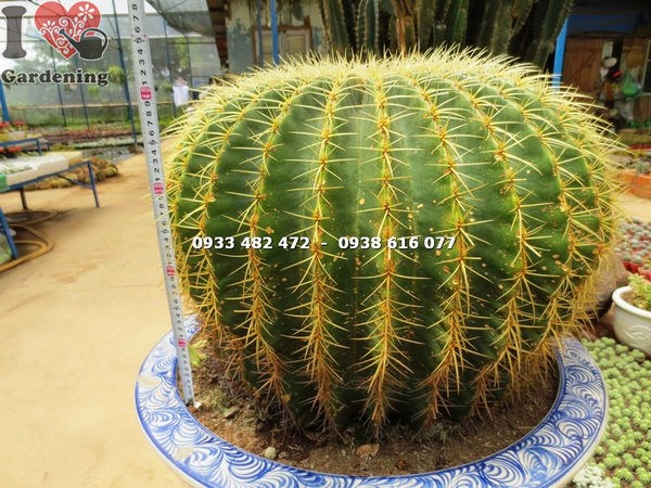 Xương rồng kim hổ ứng dụng cảnh quan thương mại quán cà phê resort