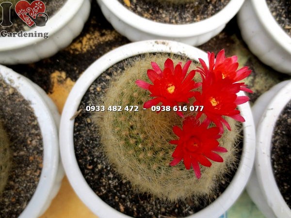Cây xương rồng lông thiên nga trung – chi tiết hoa và lông