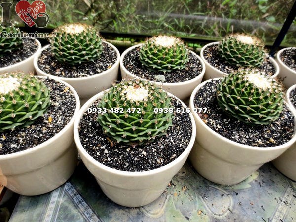 Xương rồng sen xếp trung hình cầu nhiều mắt gai đẹp độc đáo