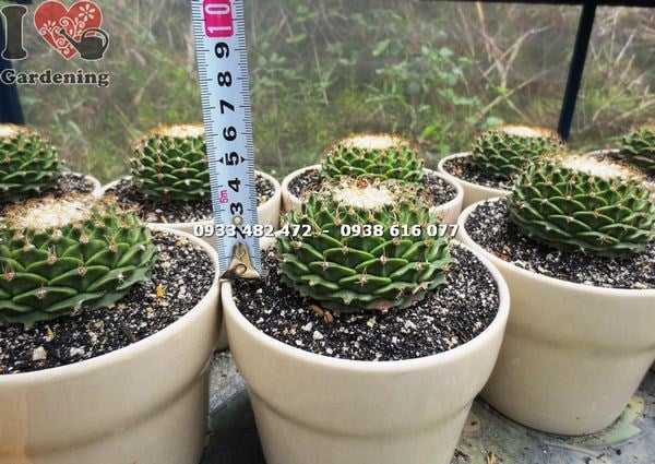 Cây xương rồng sen xếp trung chụp cận – chi tiết mắt gai đẹp