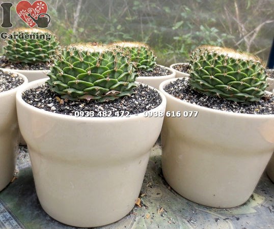 Cây xương rồng sen xếp trung Ms:14022 – hình cầu đẹp, kích thước trung