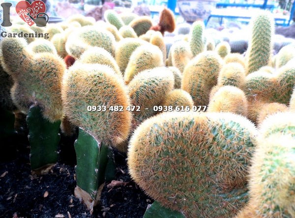 Chăm sóc cây xương rồng tai tượng cao 12cm – đất thoát nước tốt