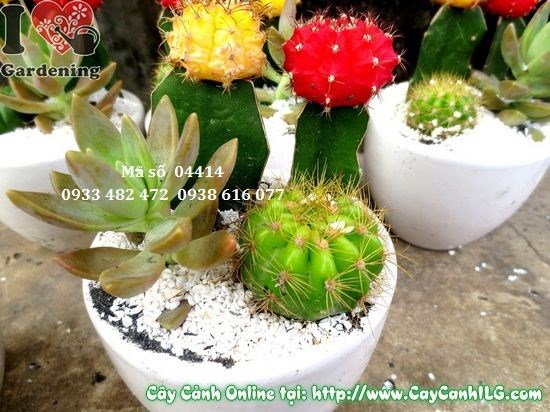 Cây xương rồng tiểu cảnh cao 10cm – trang trí bàn làm việc văn phòng