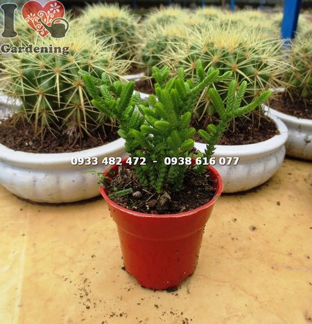 Cây xương rồng trúc xanh nhỏ – Ms 14127 – ILG Cây Cảnh