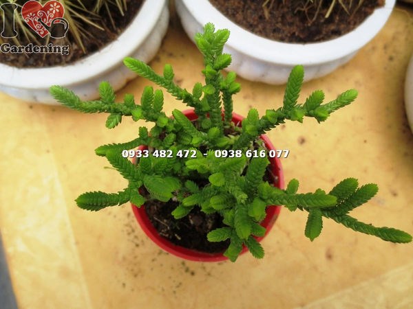 Đặc điểm cây xương rồng trúc xanh nhỏ – phân nhánh đẹp, lá vảy xanh mướt